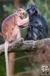 Primates at Apenheul Primate Park in Holland