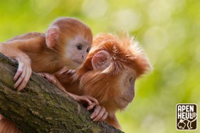 Primates at Apenheul Primate Park in the Netherlands