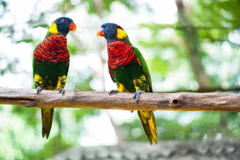 Avifauna Bird Park