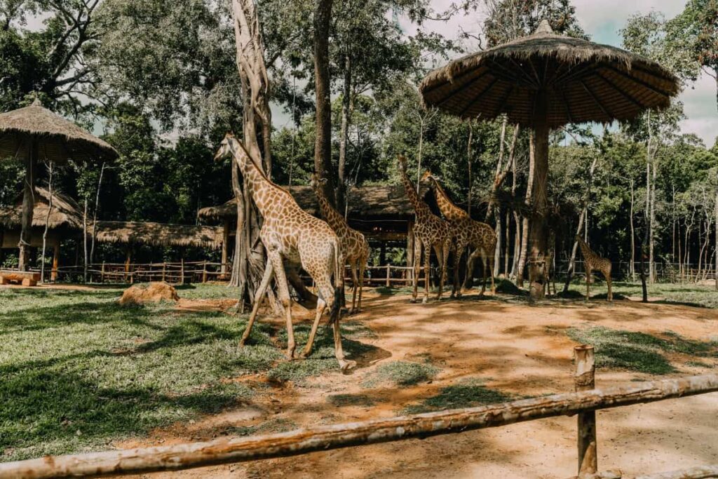 Safari park Beekse Bergen