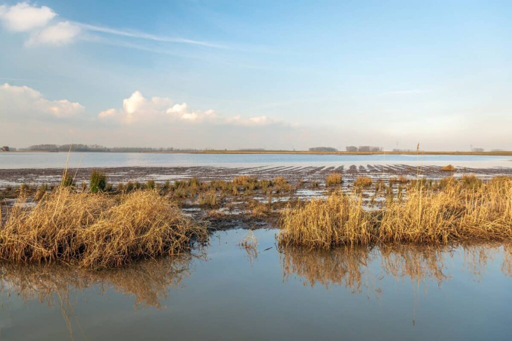Biesbosch National Park
