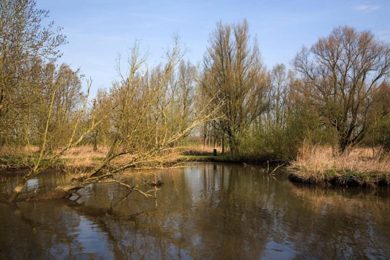 Biesbosch National Park