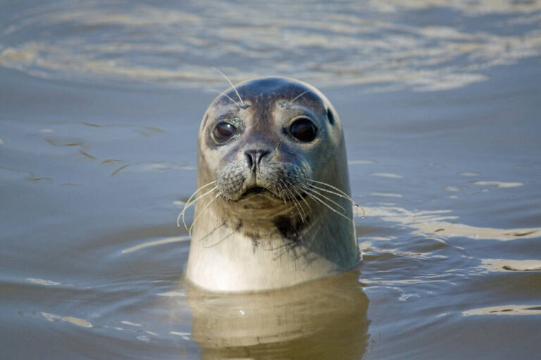 Things to do in Texel