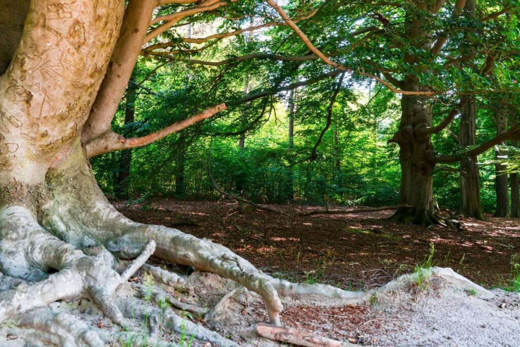 Utrechtse Heuvelrug travel guide