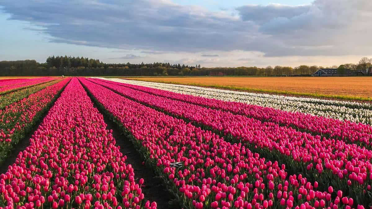 Tulip season Netherlands