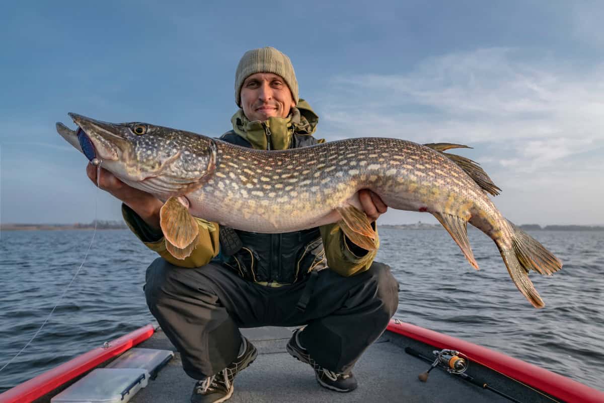 Learn about fishing in the Netherlands, including VISpas rules, best fishing locations, fish species, bait, seasons and beginner tips.