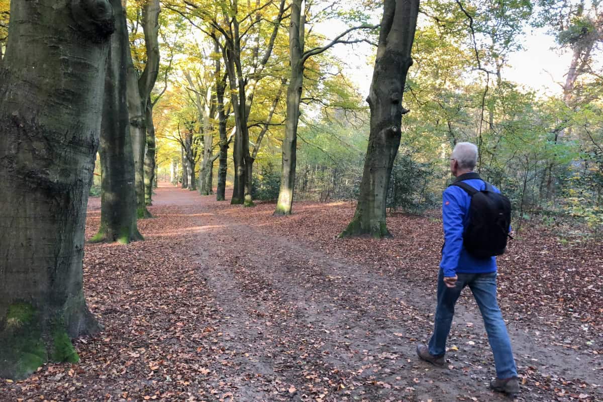 Explore the best hiking areas in central Netherlands, including forests, heathlands, sand dunes and scenic Dutch walking trails.