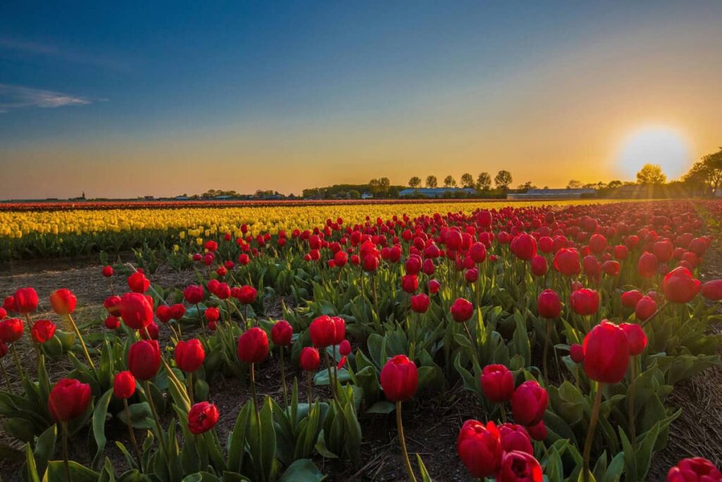 Find the best time to visit the Netherlands for tulips, weather, hiking, festivals and fewer crowds with this practical travel guide.