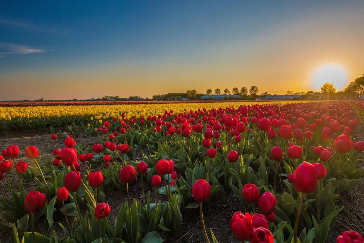 Find the best time to visit the Netherlands for tulips, weather, hiking, festivals and fewer crowds with this practical travel guide.